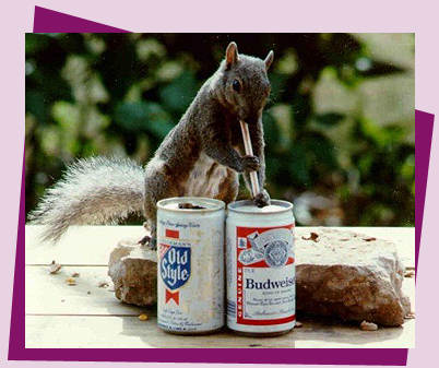 ia pa ke lé homme ki éme la biere